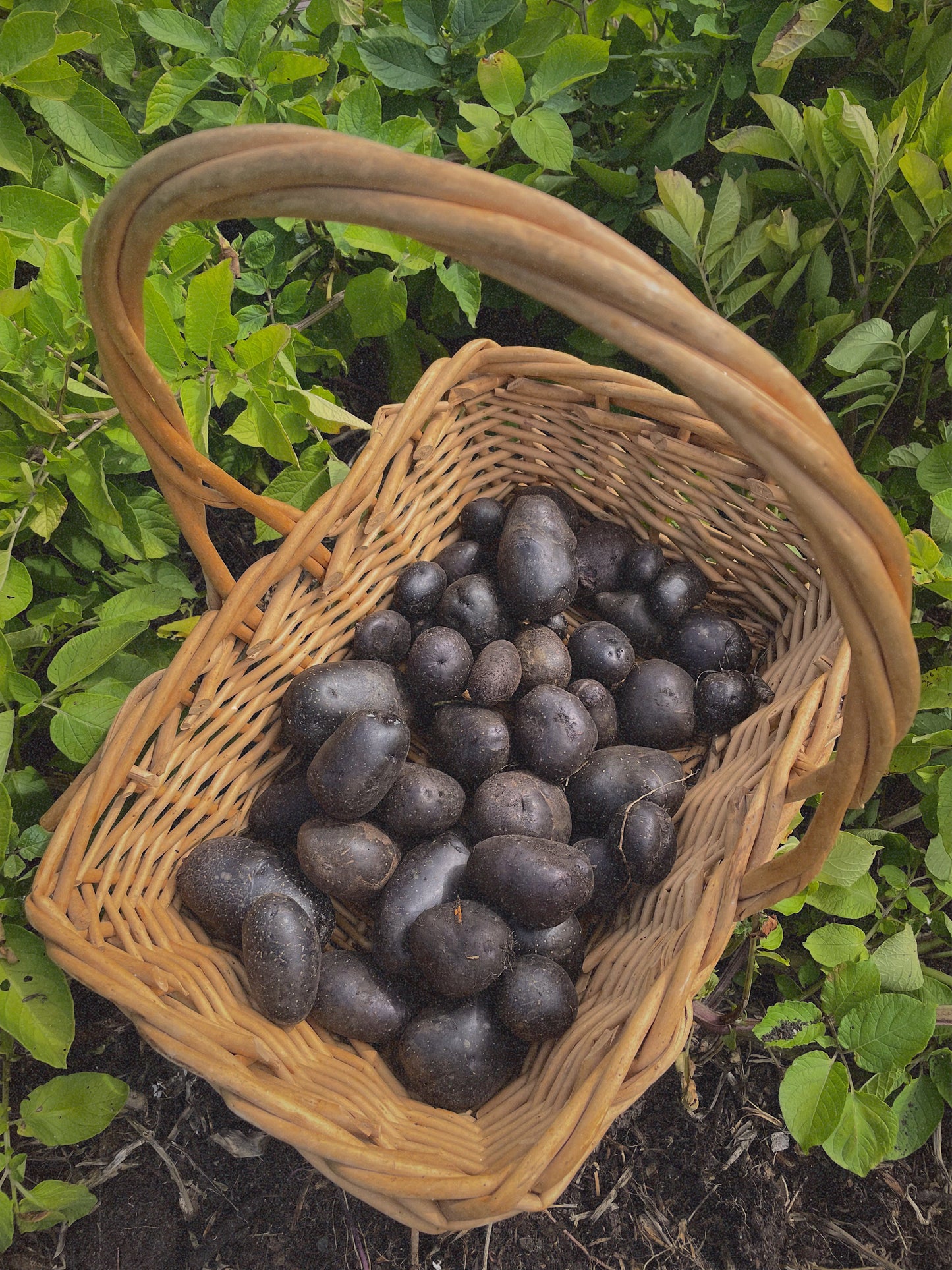 Organic Purple Heart potatoes (1kg)