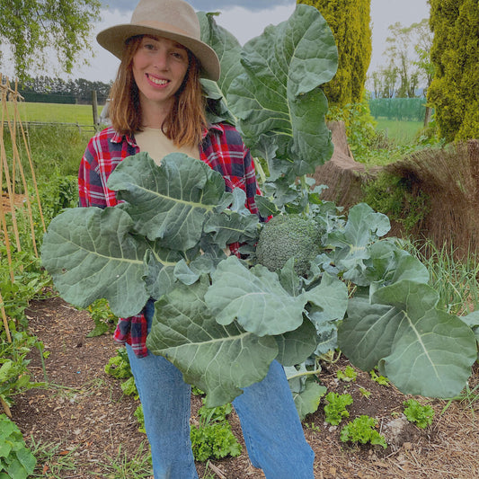 organic vegetables / little farms