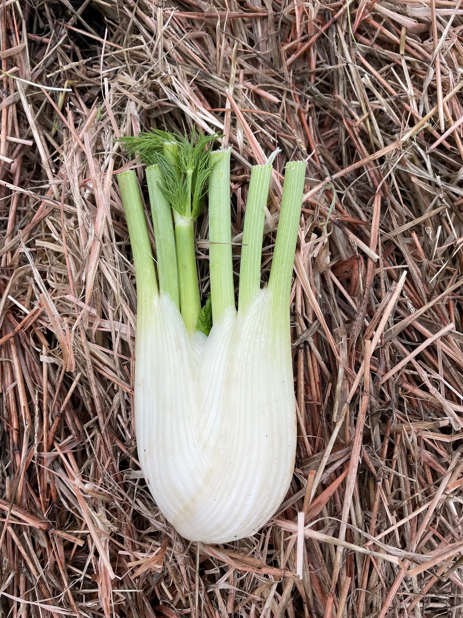 organic vegetables / little farms