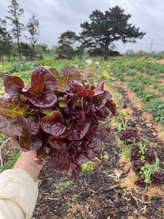 Organic red oak lettuce