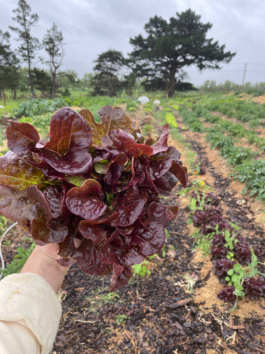 organic vegetables / little farms