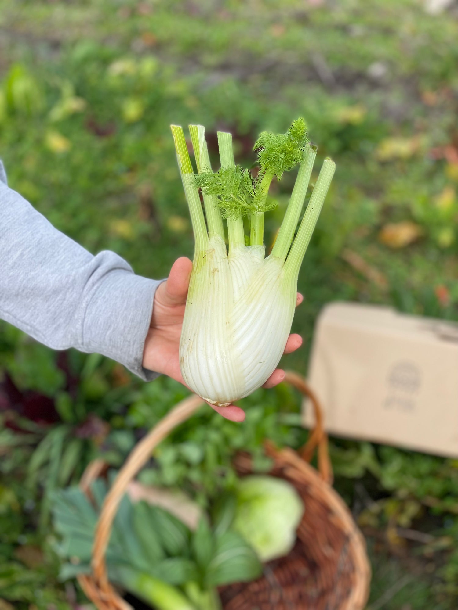 organic vegetables / little farms