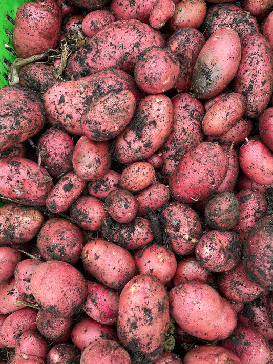 organic vegetables / little farms