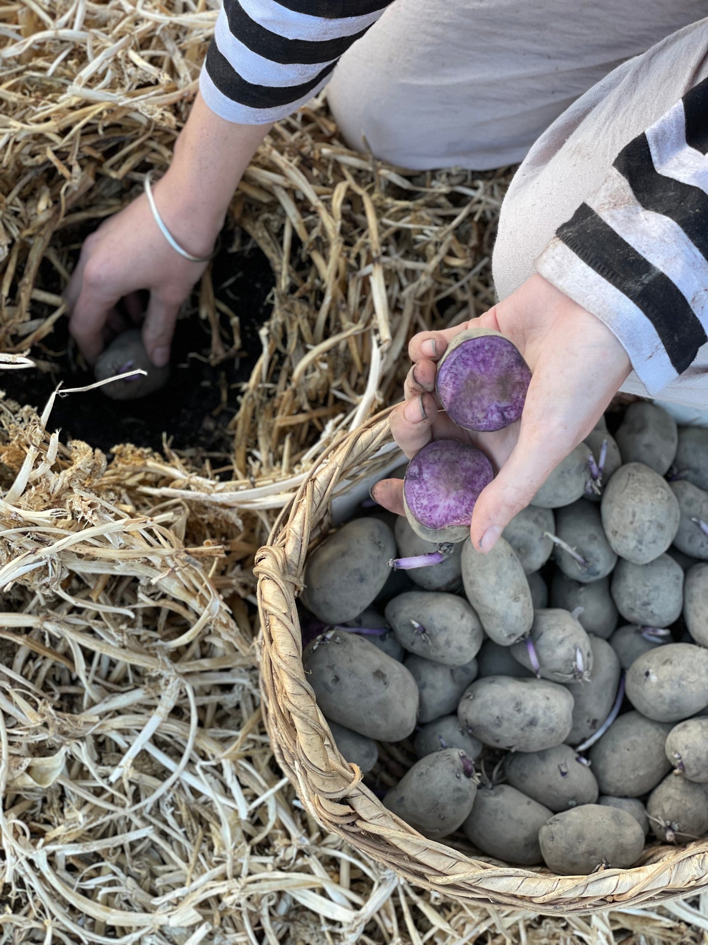 Purple Heart Seed Potato (1kg)