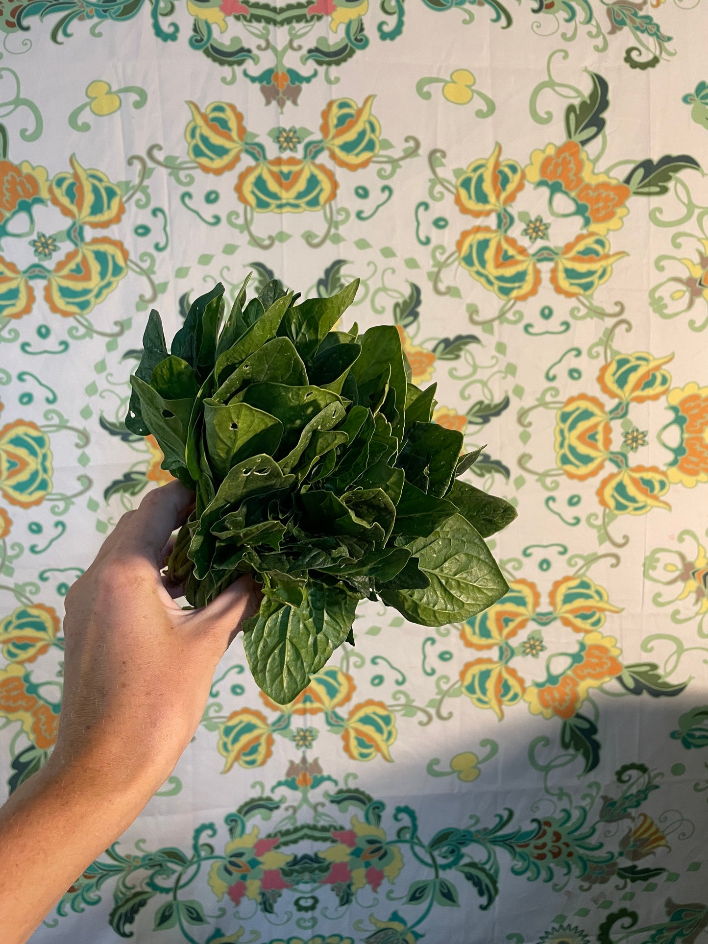 Organic spinach bunch