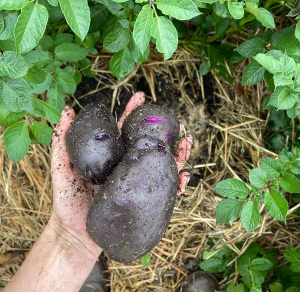 Purple Heart Seed Potato (1kg)